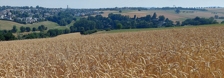 Getreidefeld im Sommer